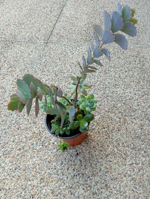Arranjo de Suculentas com Kalanchoe Marnieriana (Saudáveis e Enraizadas)