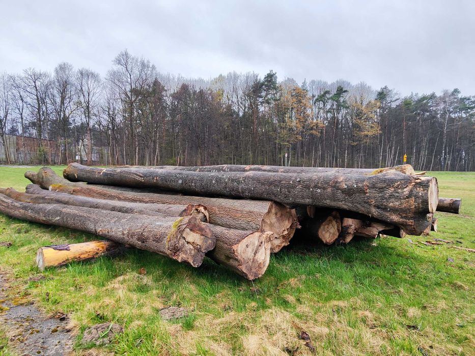 Wycinka karczowanie drzew lasów posesji