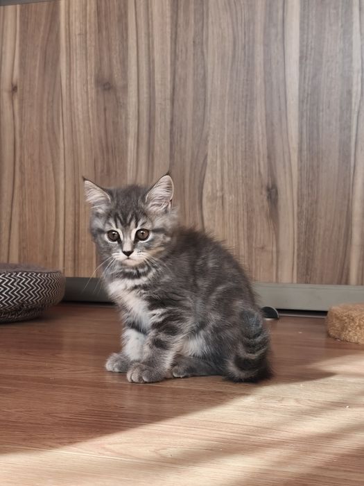 Кошеня Шотландська прямовуха