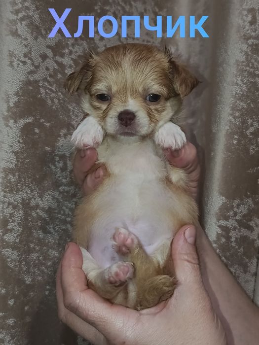 Чистокровні цуценя породи чіхуахуа - найкращі друзі чекають родину!