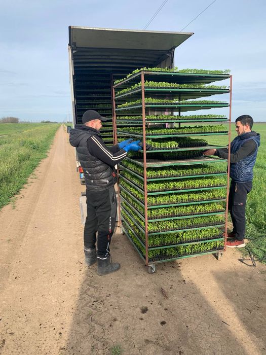 Вирощування любоі розсади на замовлення Выращивание рассады на заказ