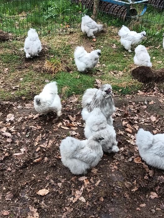 Jajka lęgowe silek , kochinów miniatura,czubatek