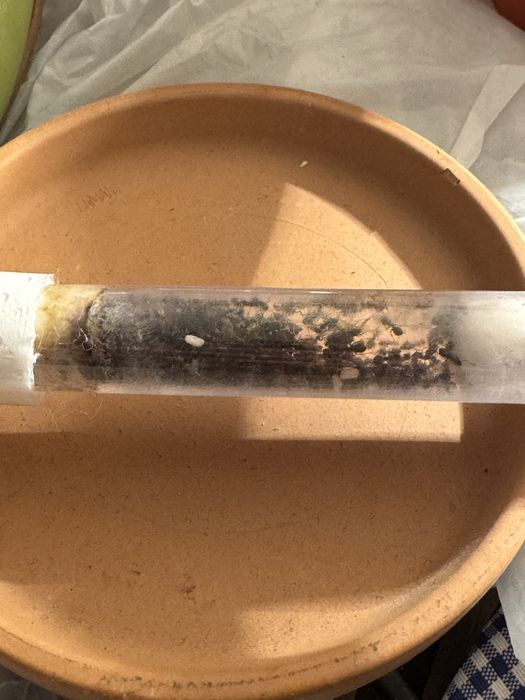 Lasius niger 1q + 200/300w + dużo potomstwo