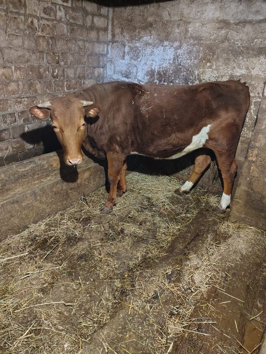 Продам телицю 1 рік