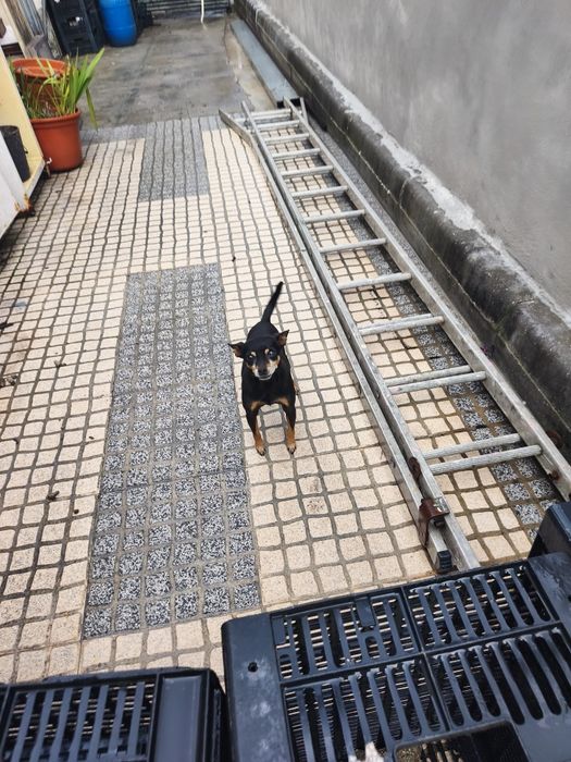 cão de raça pinscher com 6 anos muito pequeno e meiguinho para adoção, responsável .