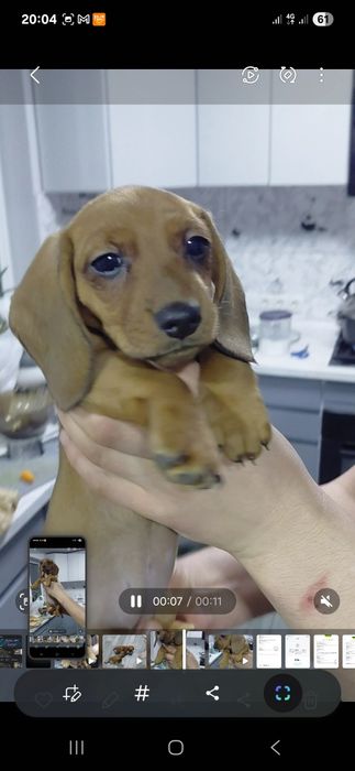 Продам щенка карликовой таксы