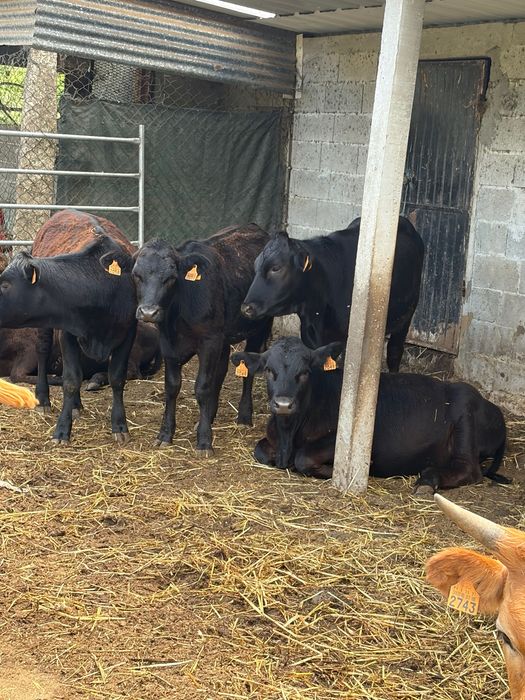 Gado cruzado angus limousine e etc