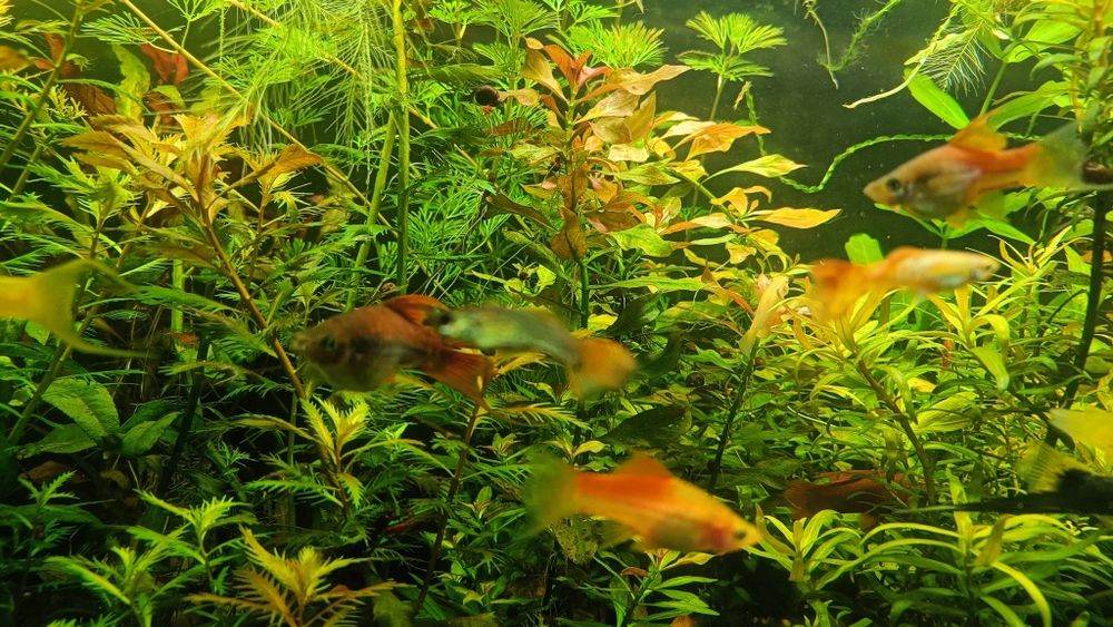 Mieczyki   różne odmiany 4-6 cm