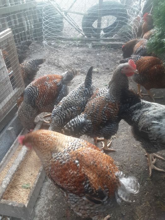 Kogut mięsny duży na rosół