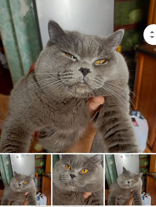 В'язка британського кота