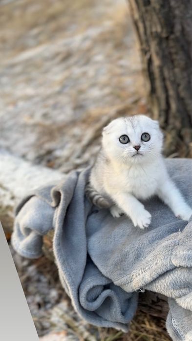 Шотландська чистокровна шиншила срібна шиншила дівчинка срібляста