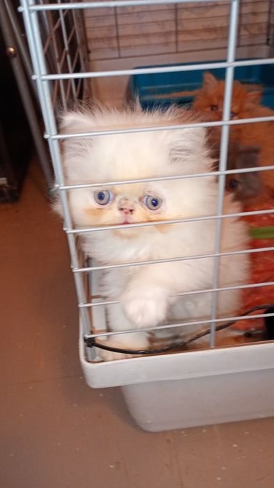 Mały  puszysty kłębuszek
