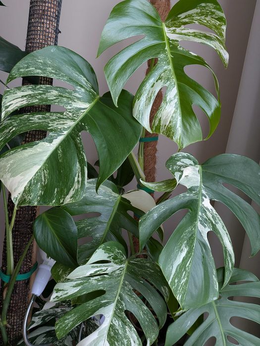 Monstera variegata