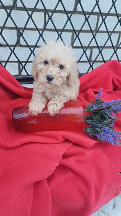 Хлопчик -той-Пудель