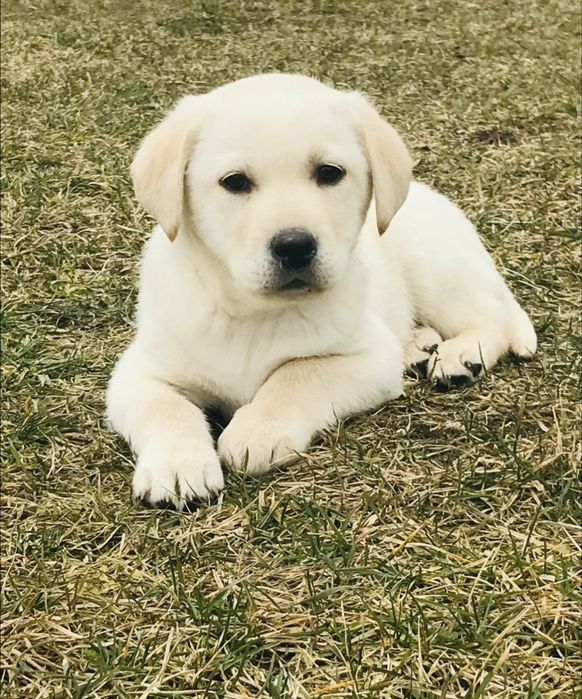 Labrador biszkoptowy gotowy na zmiane domu