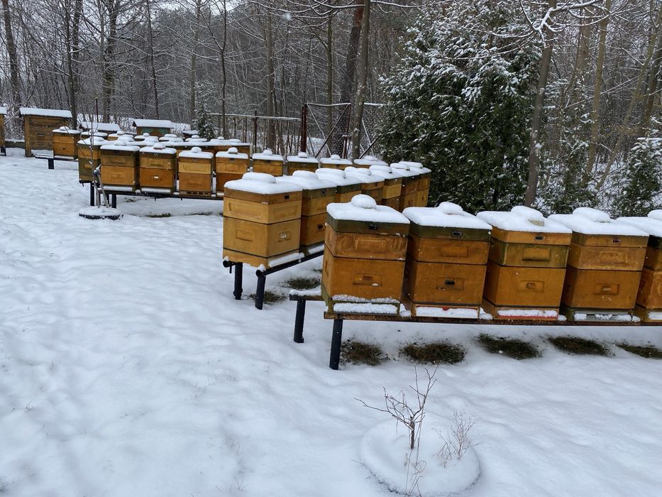 Pakiety pszczele, pszczoły 2025, pasieka, ule Nasielsk • OLX.pl