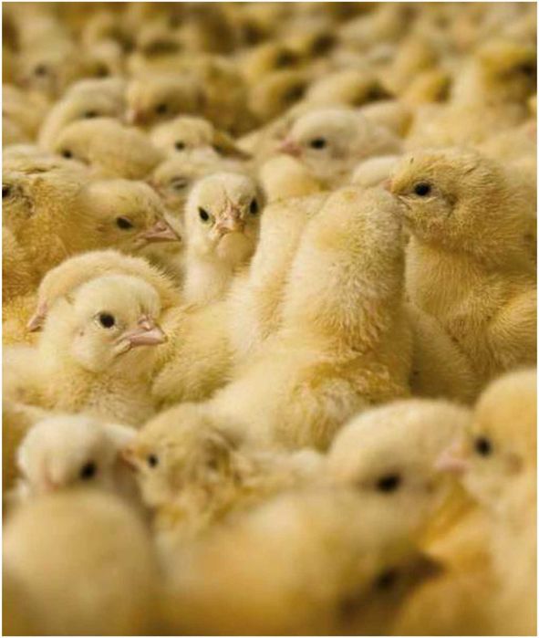 Бройлер кобб 500/росс 308