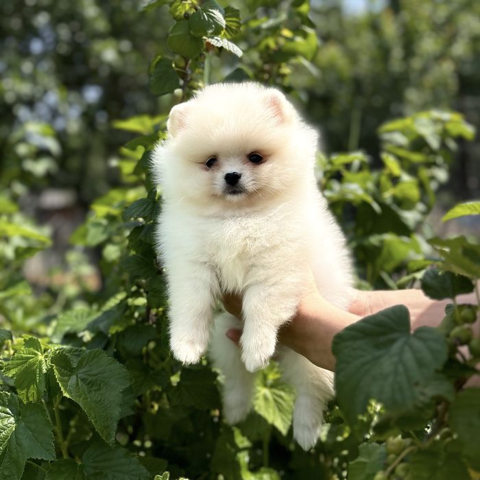 лялькова дівчинка шоу класу