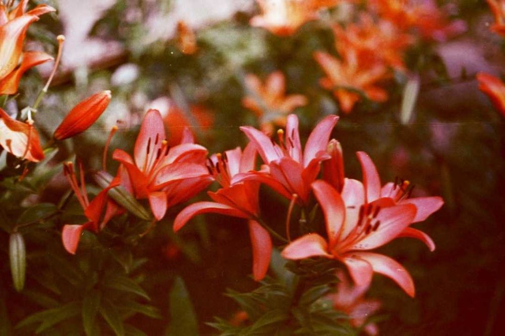 Фотоплівка, фотопленка Свема ЛН-9 для ломографії