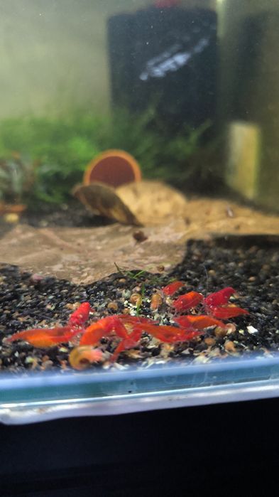 Red Fire OE Neocaridina