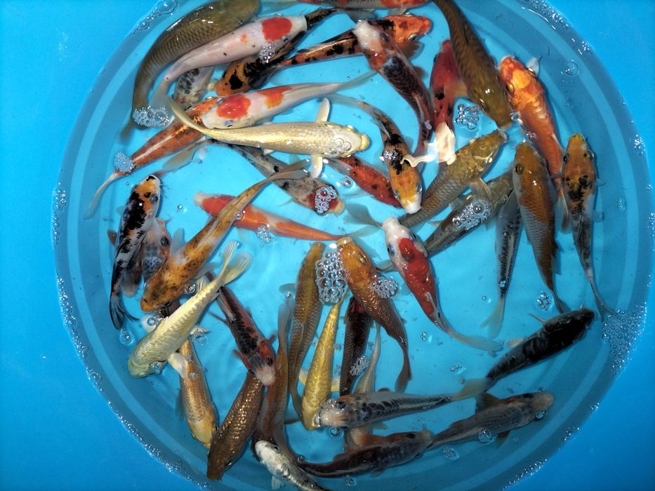 Carpas Koi  + 15 cm