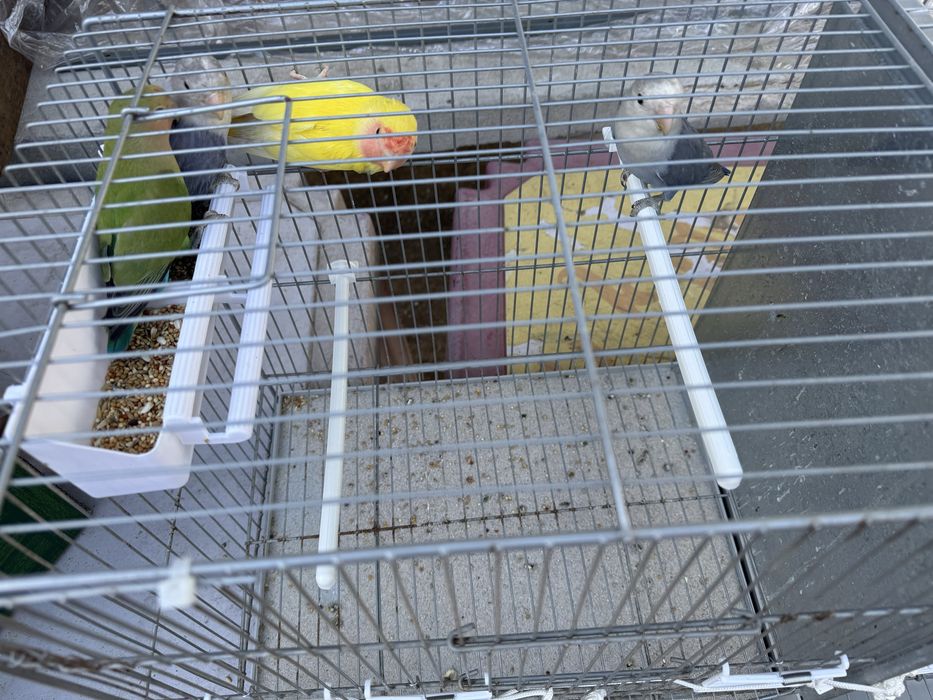 Agaponis novos  verde / azuis/amarelos