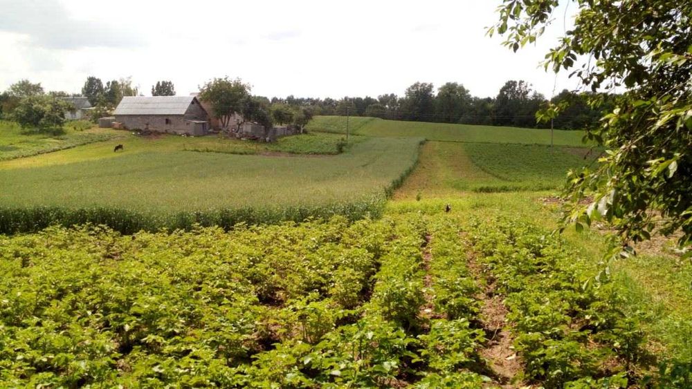 Продам господарство