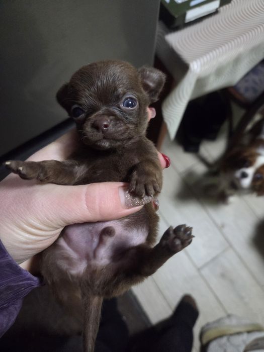 Хлопчик шоколадний горобчик бронювання.