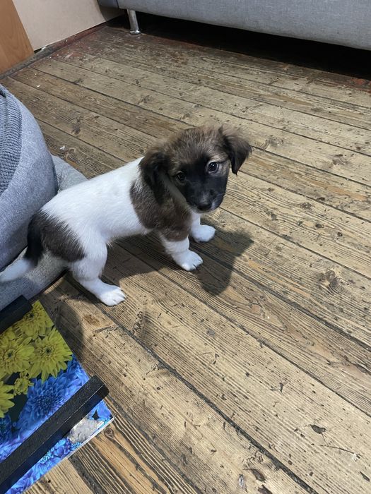 Відам в добрі руки 2 дівчинки грайливі 2,6 місяців