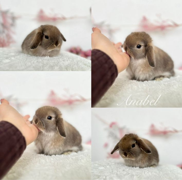 Mini lop, Karzełki Teddy, Niderlandzki Zarejestrowana hodowla