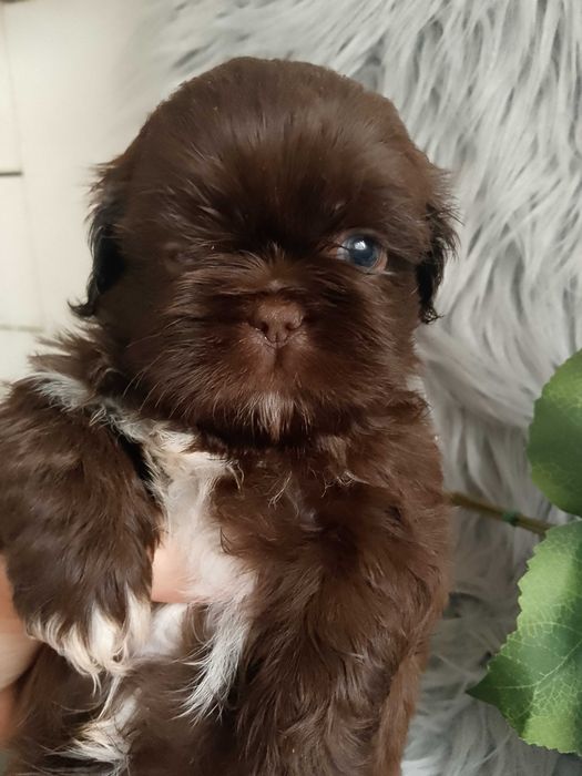 Piękny chłopak rasy Shih-Tzu szuka domku