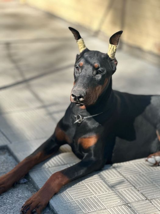 Doberman FCI  samiec