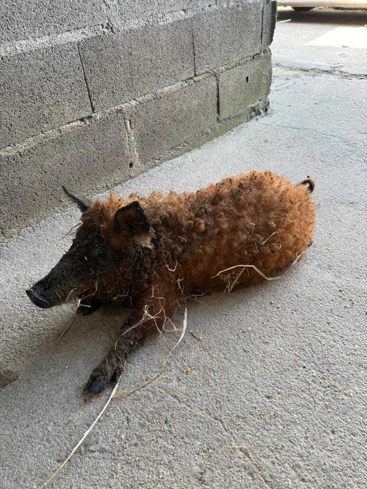 Mangalitsa (porco ovelha)