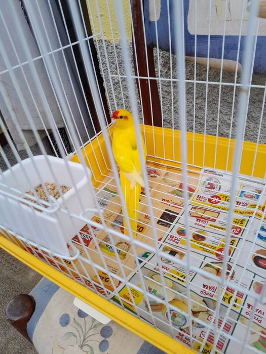 Kakarikis Mais Gaiola
