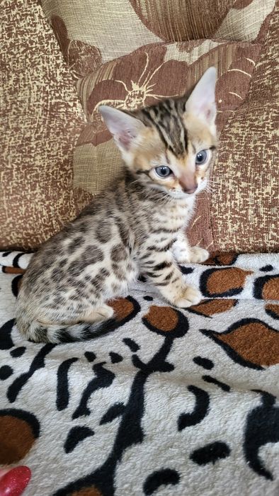 Бенгальские котята wcf