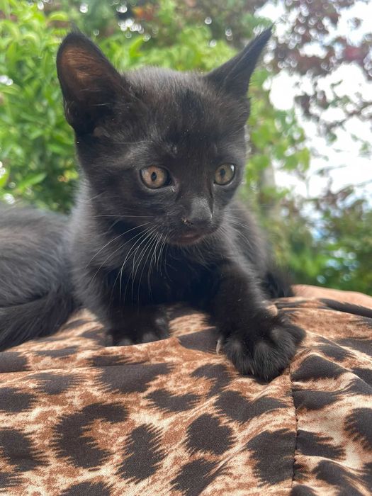 Gatinhas para adoção!