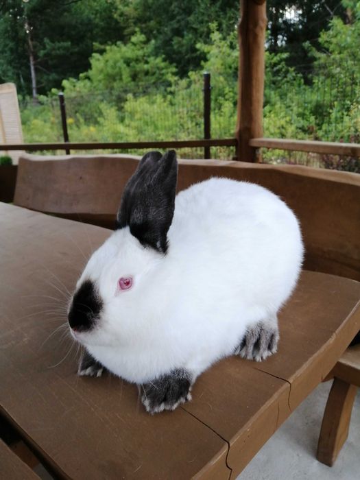 Samiczka Kalifornijska