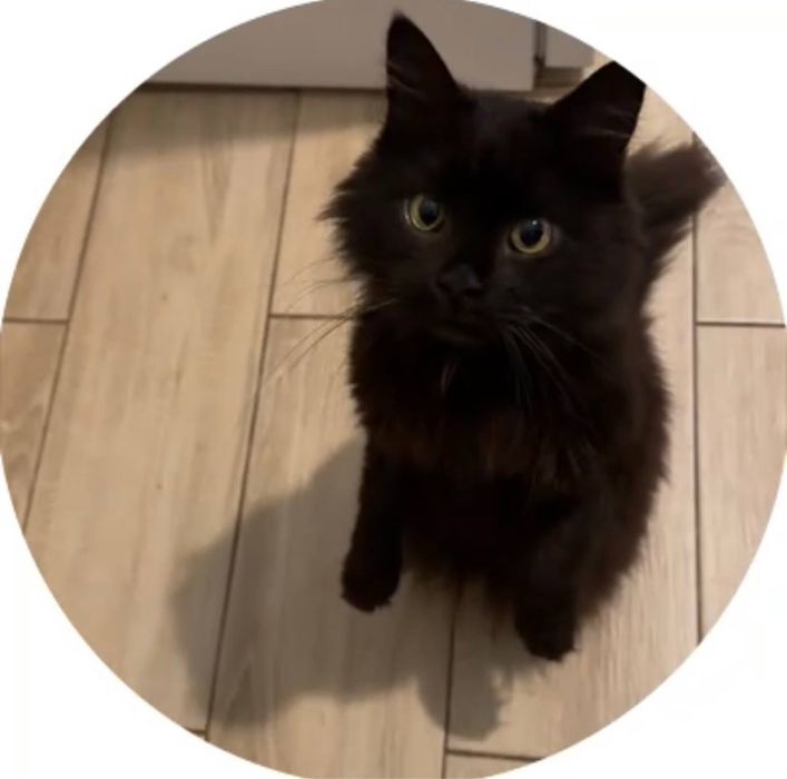 Пропав кіт Люцик