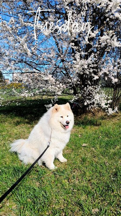 Domowy hotelik dla zwierząt
