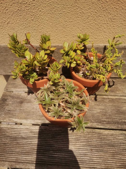 3 Vasos com suculentas variadas