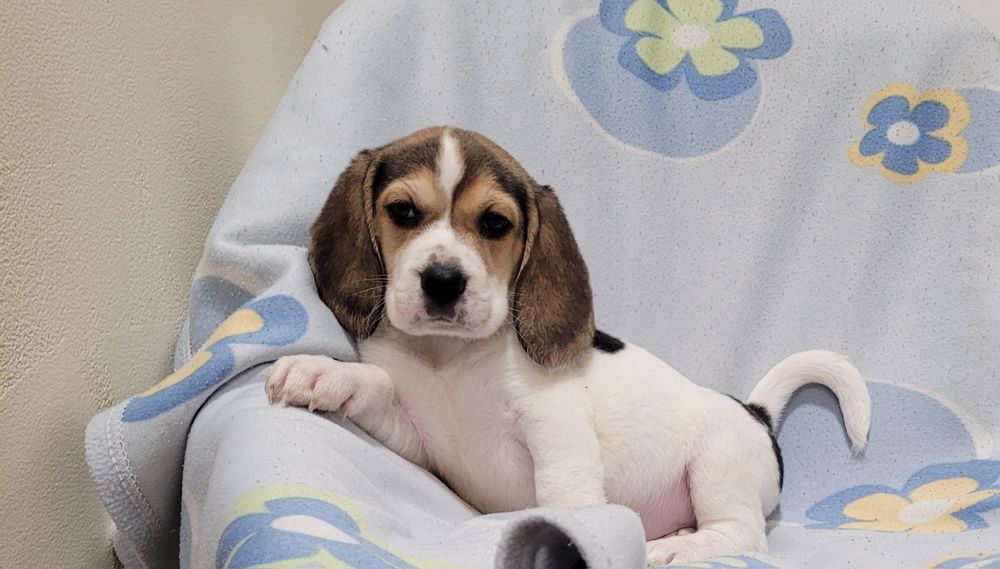 Cachorrinha beagle tricolor