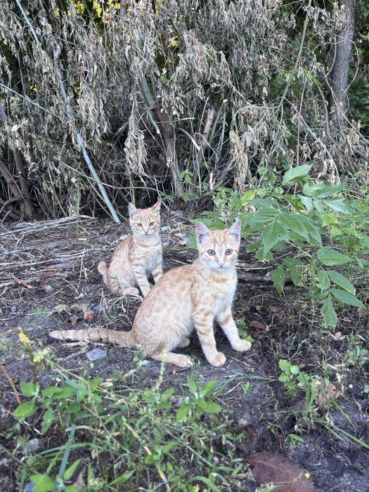 Кошеня руденьке БЕЗКОШТОВНО