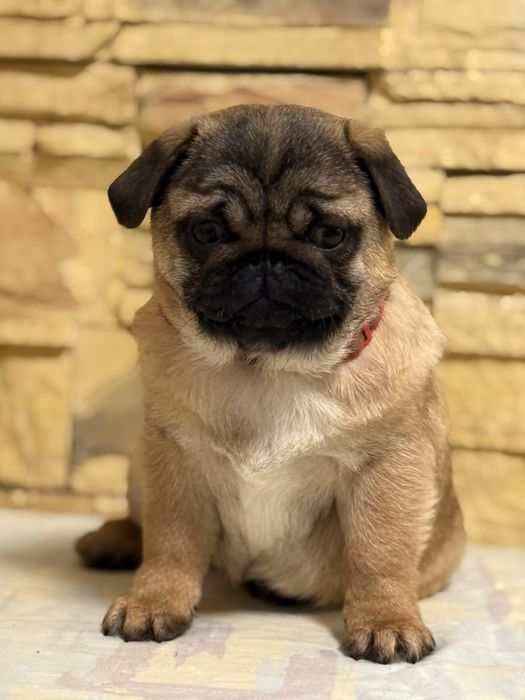 Мопс цуценя хлопчик абрикосовий