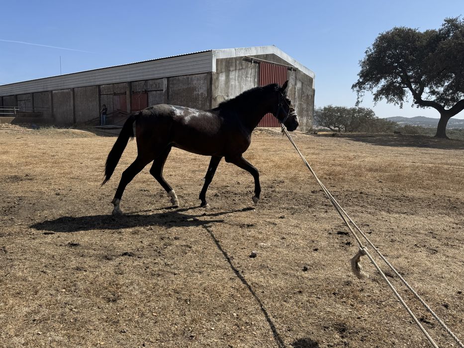 Cavalo Lusitano