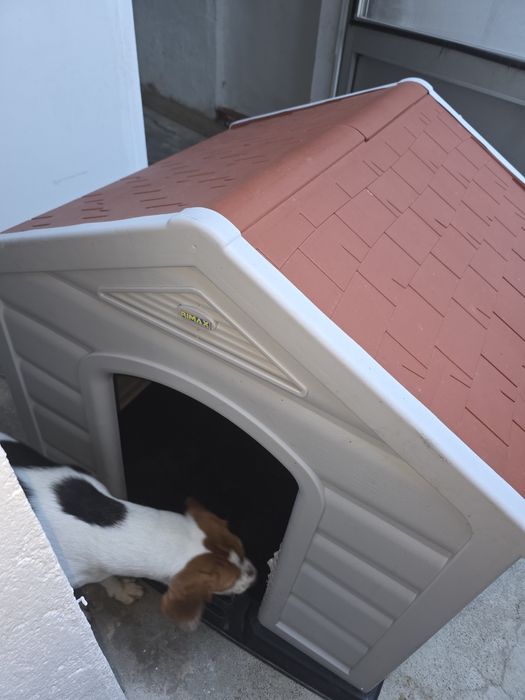 Casota kasa cães porte médio.