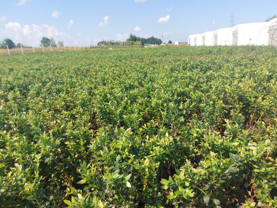 Borówka amerykańska 3 letnia, doniczka 2l