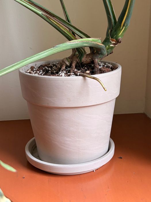 Monstera Thai Constellation duża XL + doniczka z podstawką