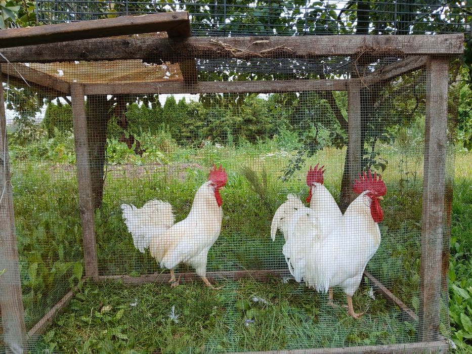 Kogut, Koguty leghorn