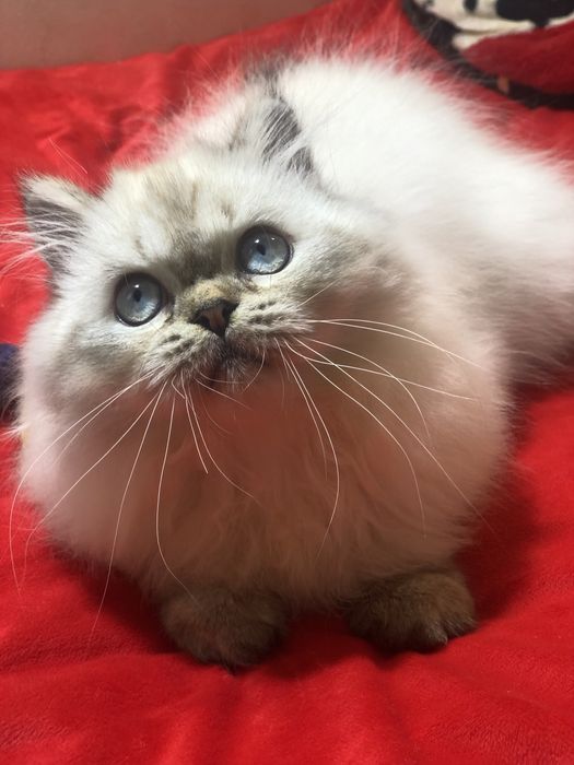 Пушистые голубоглазые котята