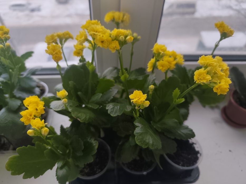 Каланхое кімнатний жовтий молоді рослини